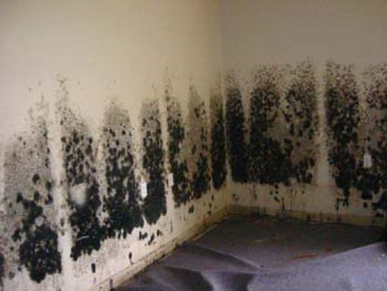 Mold and Mildew Removal Hempstead,  NY
