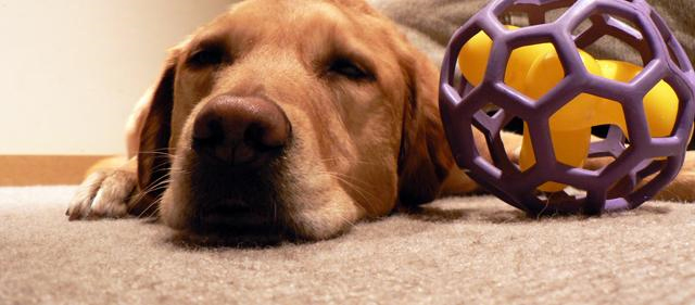 Pet Stain and Odor Removal Hempstead, NY