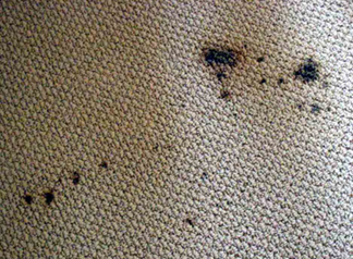 Spot & Stain Removal Hempstead,  NY