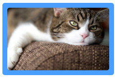 Upholstery Cleaning Hempstead,  NY